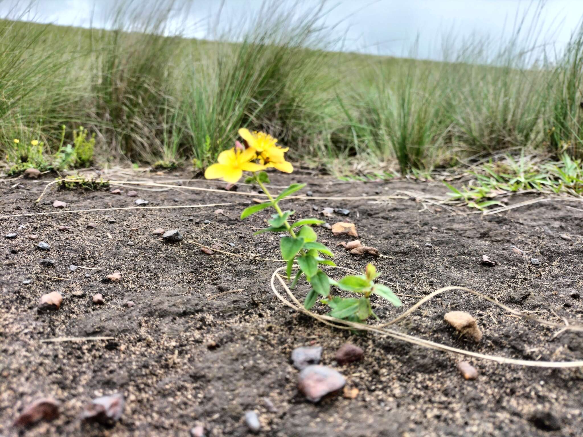 Imagem de Hypericum aethiopicum Thunb.