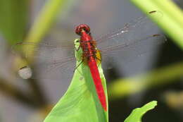 Imagem de Rhodothemis rufa (Rambur 1842)