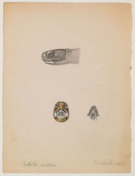 Image of <i>Cistudo carolina</i>