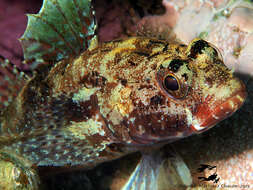 Image of Red-mouthed Goby