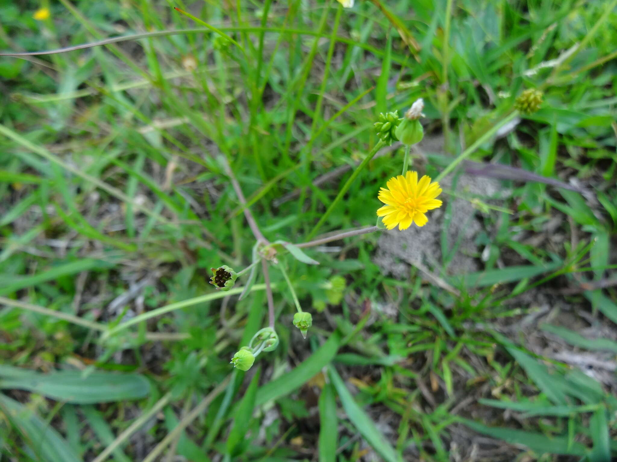 Image of Dwarf Dandelion