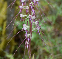 Himantoglossum caprinum subsp. jankae (Somlyay, Kreutz & Óvári) R. M. Bateman, Molnar & Sramkó resmi