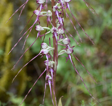 Image of Himantoglossum caprinum subsp. jankae (Somlyay, Kreutz & Óvári) R. M. Bateman, Molnar & Sramkó