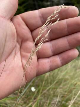 Image de Calamagrostis cainii Hitchc.