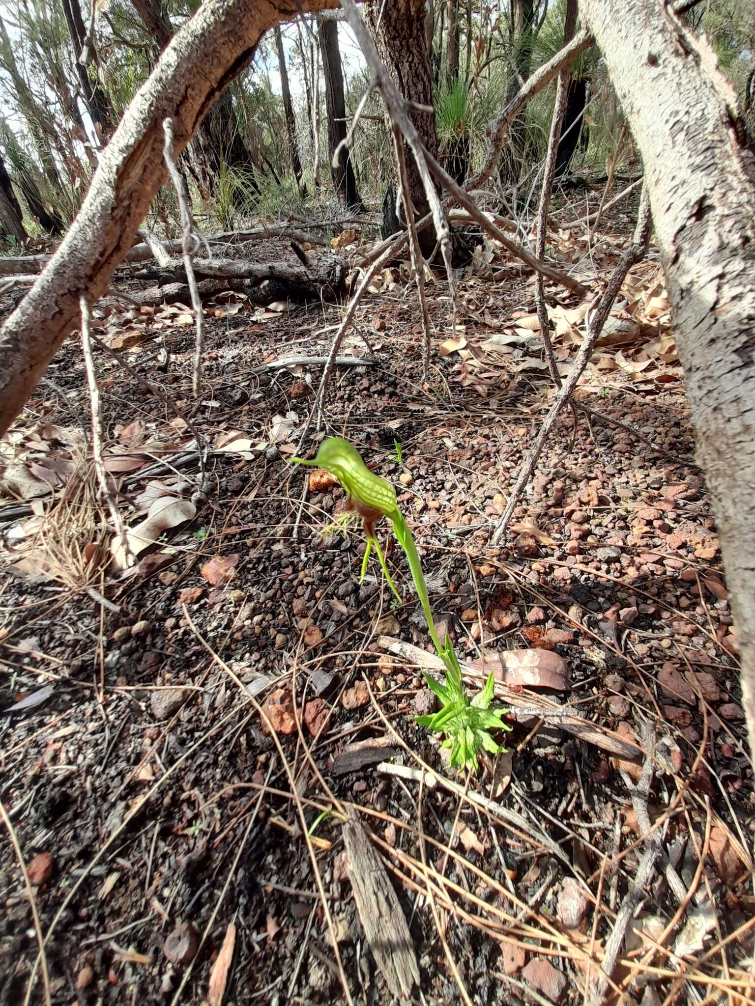 Image of Bird orchid