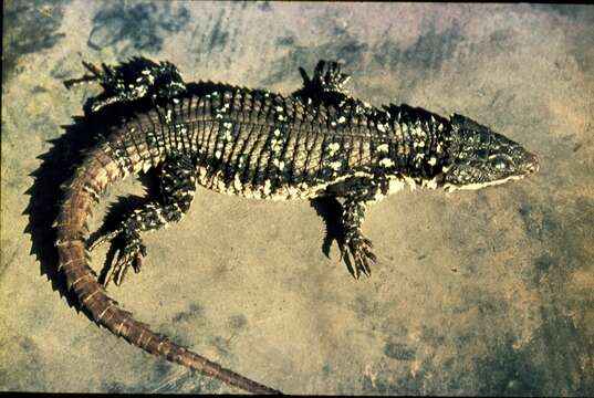 Image of Warren's girdled lizard