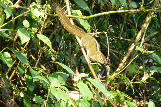 Image of Boehm's Bush Squirrel