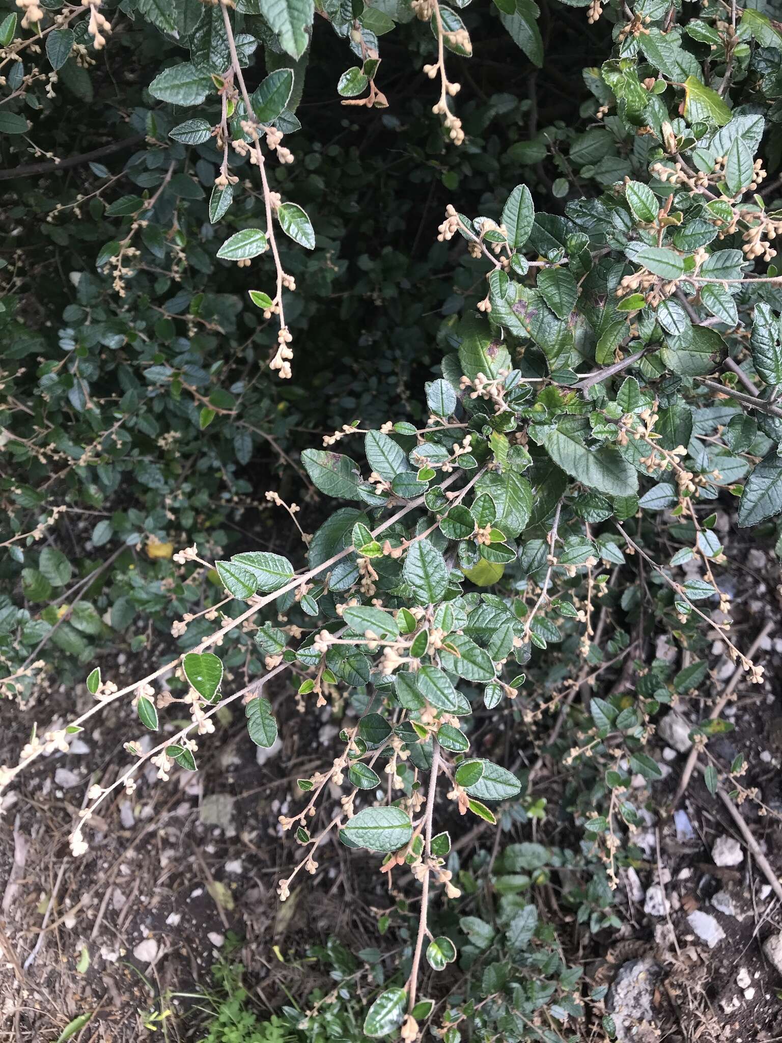 Image of Pomaderris paniculosa subsp. paralia N. G. Walsh