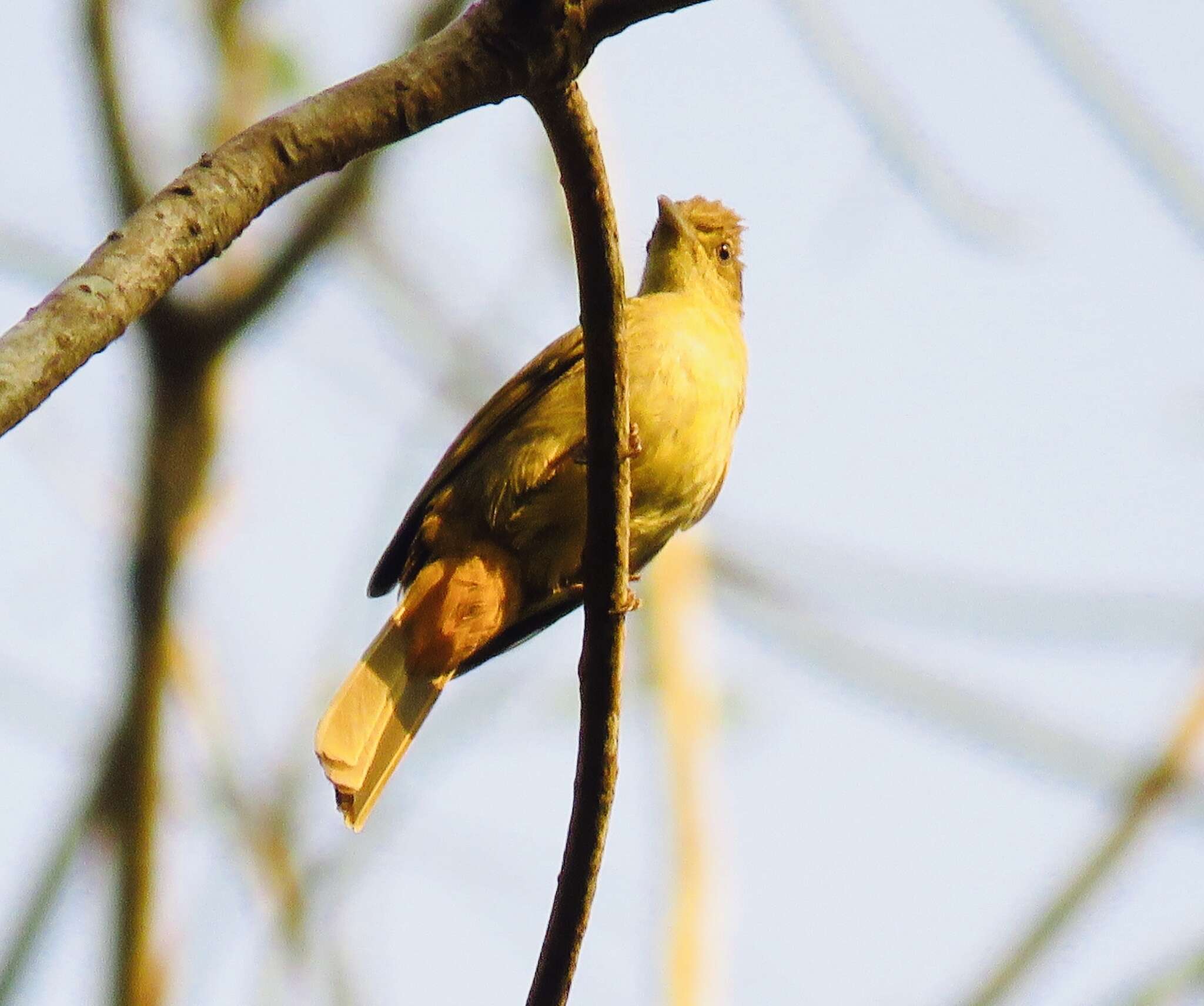 Image of Grey-eyed Bulbul