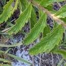 Eupatorium petaloideum Britt.的圖片