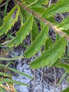 Eupatorium petaloideum Britt. resmi