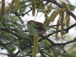Image of Common Tailorbird