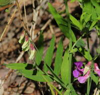 Imagem de Lathyrus palustris subsp. pilosus (Cham.) Hulten