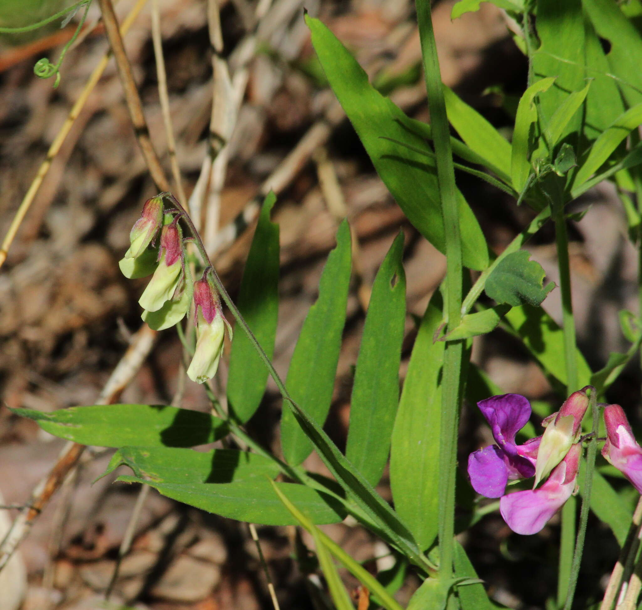 Imagem de Lathyrus palustris subsp. pilosus (Cham.) Hulten