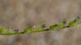 Слика од Cryptantha decipiens (M. E. Jones) Heller