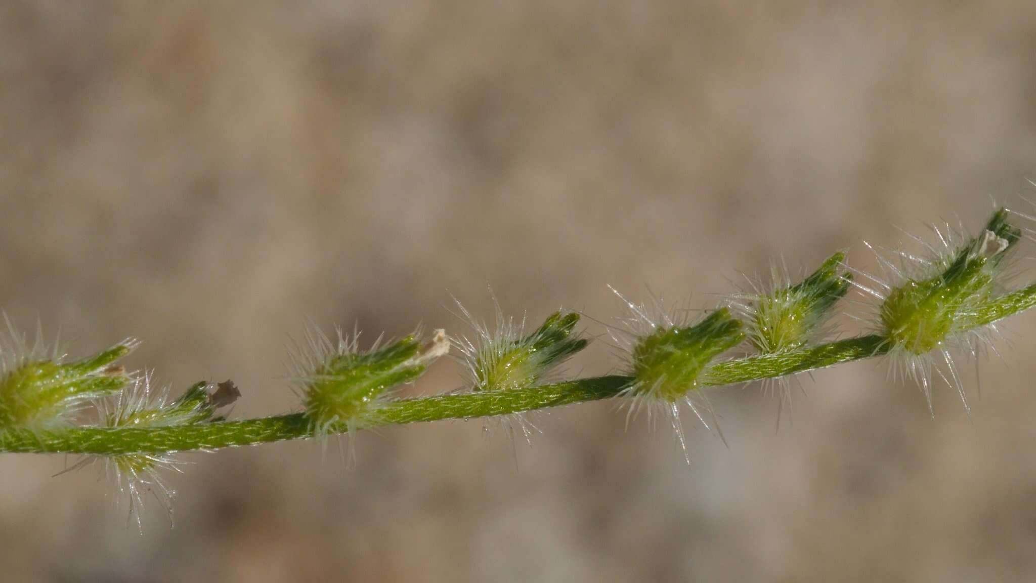 Слика од Cryptantha decipiens (M. E. Jones) Heller