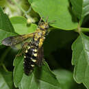 Myzinum obscurum (Fabricius 1805) resmi