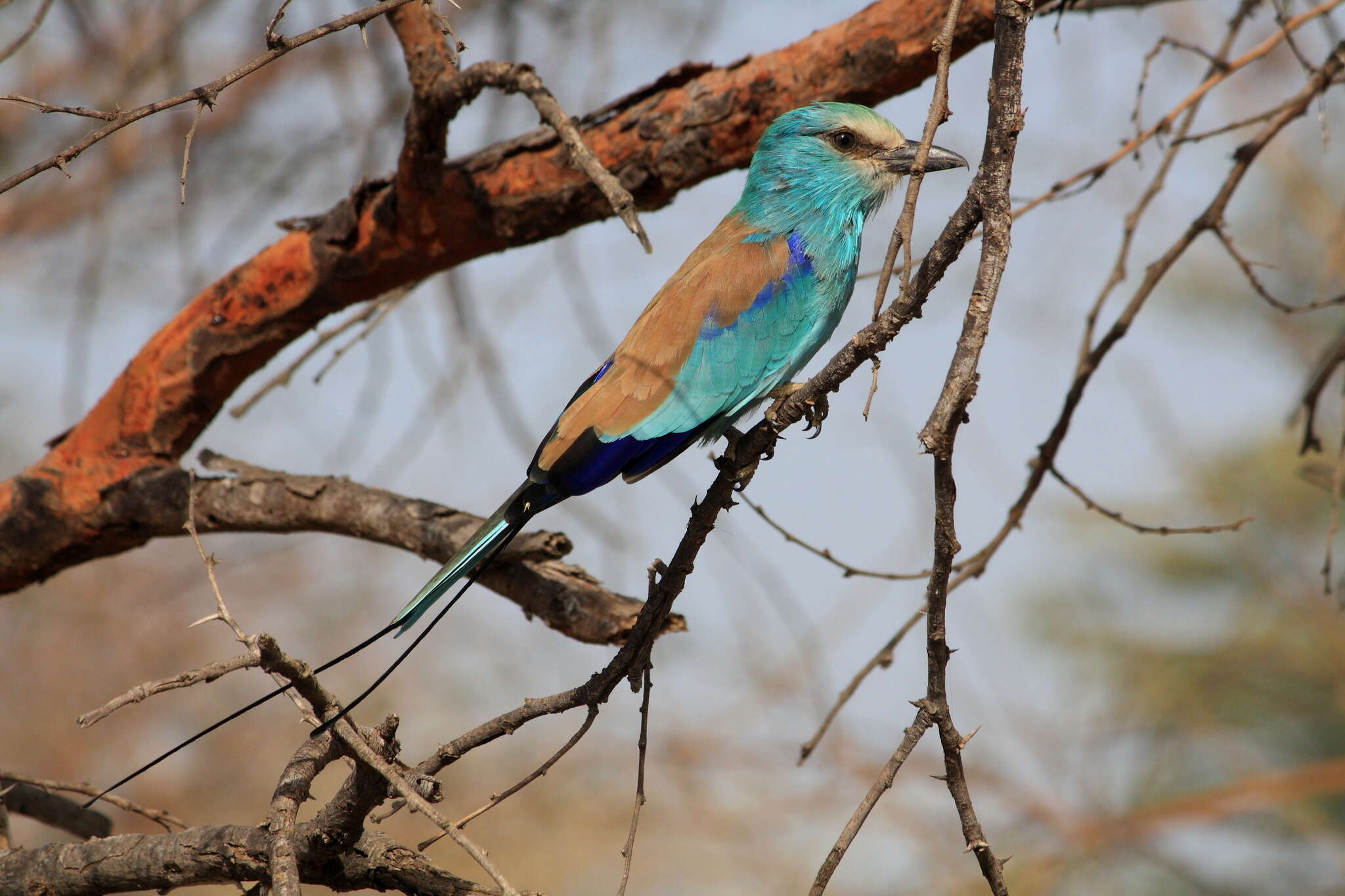 Image of Abyssinian Roller