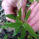 Sivun Persicaria praetermissa (Hook. fil.) Hara kuva