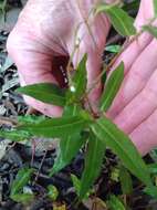 Sivun Persicaria praetermissa (Hook. fil.) Hara kuva