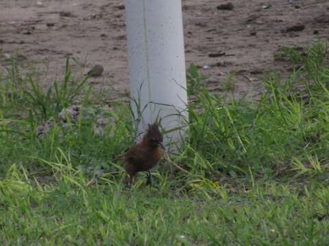 Image of Brown Cacholote