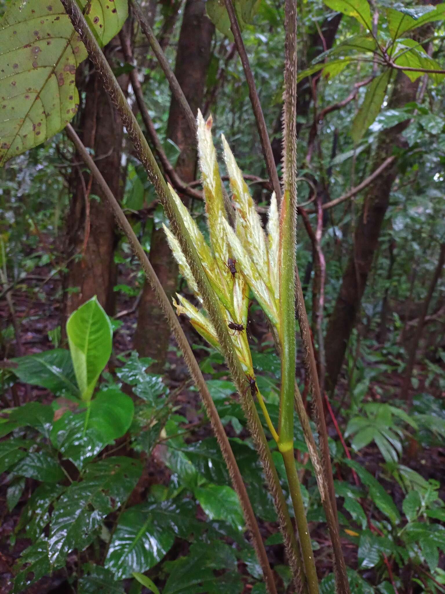 Image de Pleiostachya pruinosa (Regel) K. Schum.