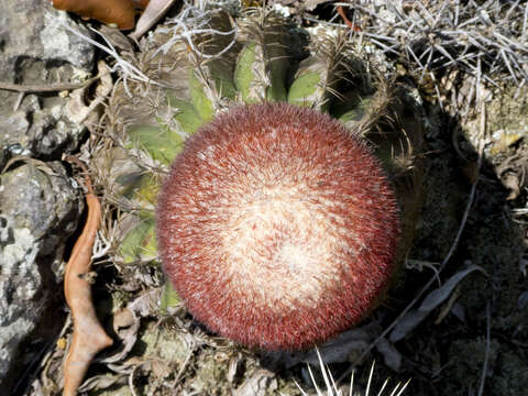 Image of Melocactus andinus R. Gruber ex N. P. Taylor