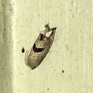 Image of Sunflower Bud Moth