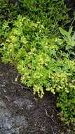 Image of Alpine Lady's-mantle