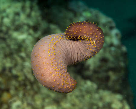 Слика од Holothuria subgen. Semperothuria Deichmann 1958