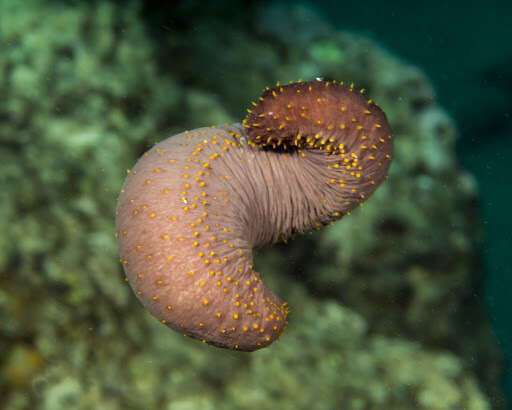 Слика од Holothuria subgen. Semperothuria Deichmann 1958