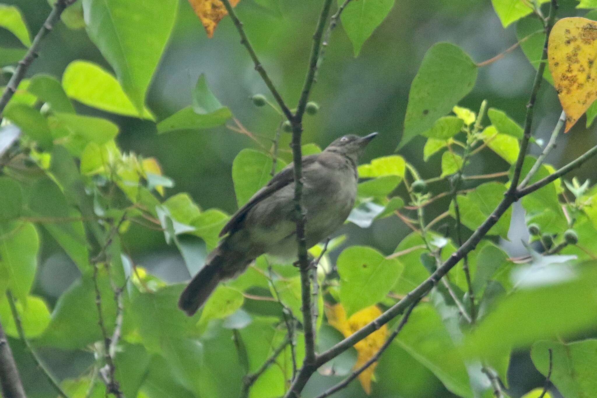 Image of Cream-vented Bulbul