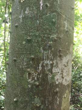 Sivun Zanthoxylum martinicense (Lam.) DC. kuva