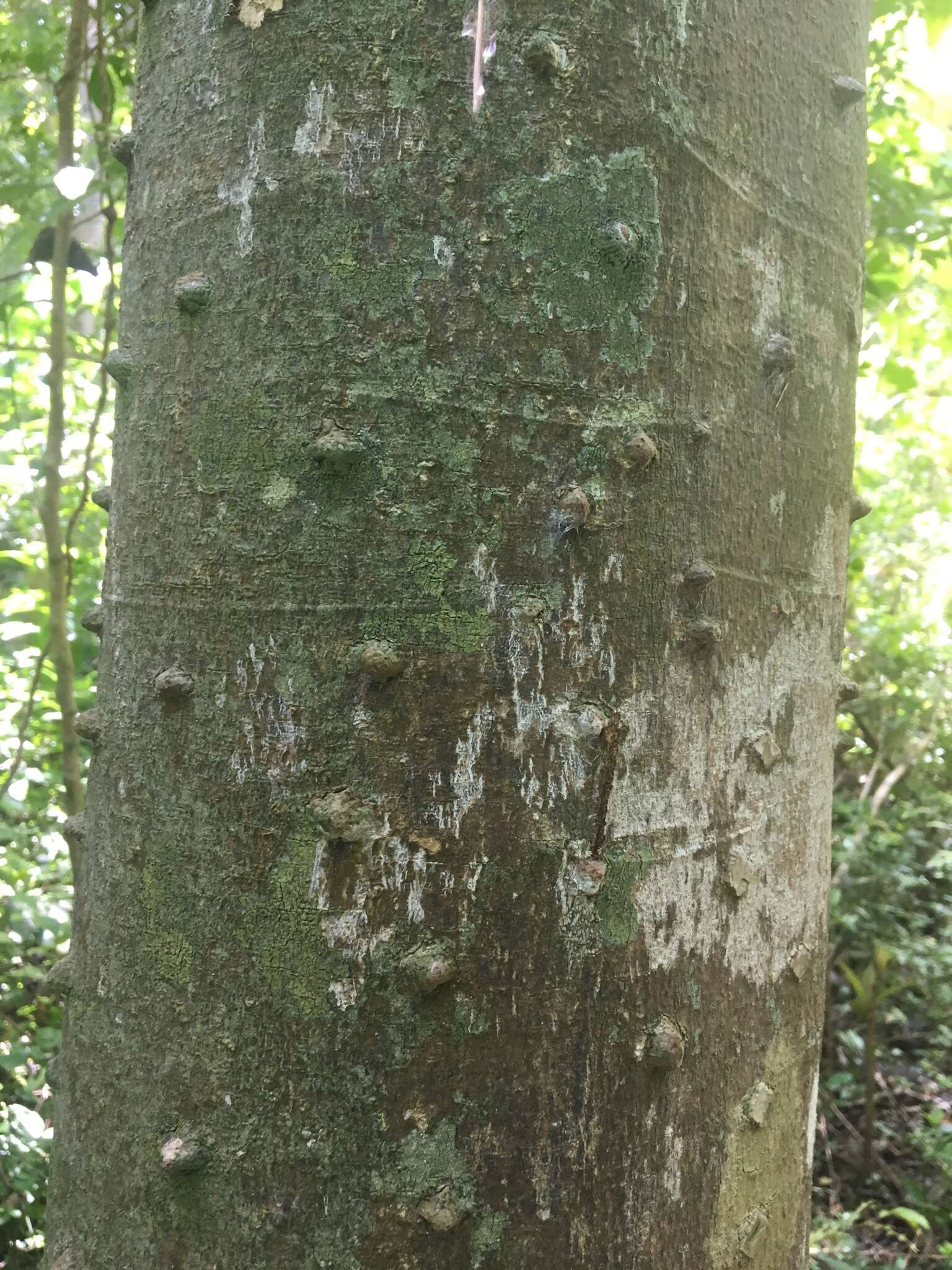 Imagem de Zanthoxylum martinicense (Lam.) DC.