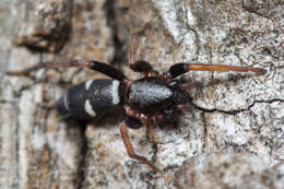 Image of Sergiolus columbianus (Emerton 1917)