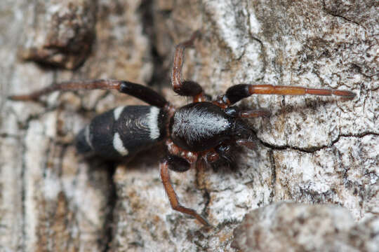 Image of Sergiolus columbianus (Emerton 1917)