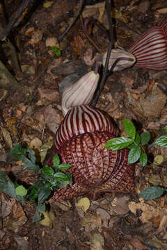 Plancia ëd Aristolochia goldieana Hook. fil.