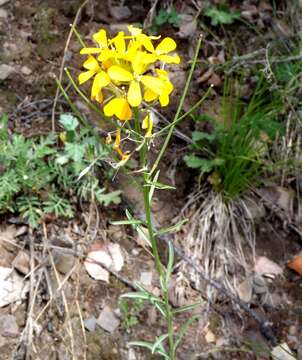 Image of Erysimum amurense Kitag.