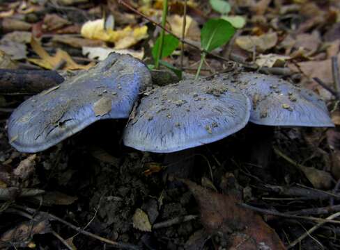 Imagem de Cortinarius velicopius Kauffman 1918