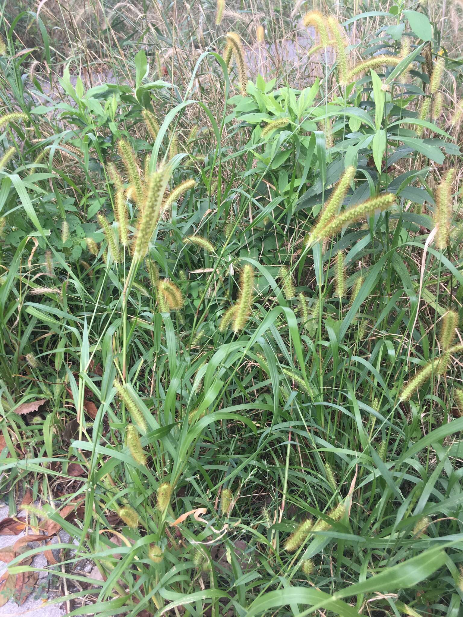 Image of Setaria pumila (Poir.) Roem. & Schult.