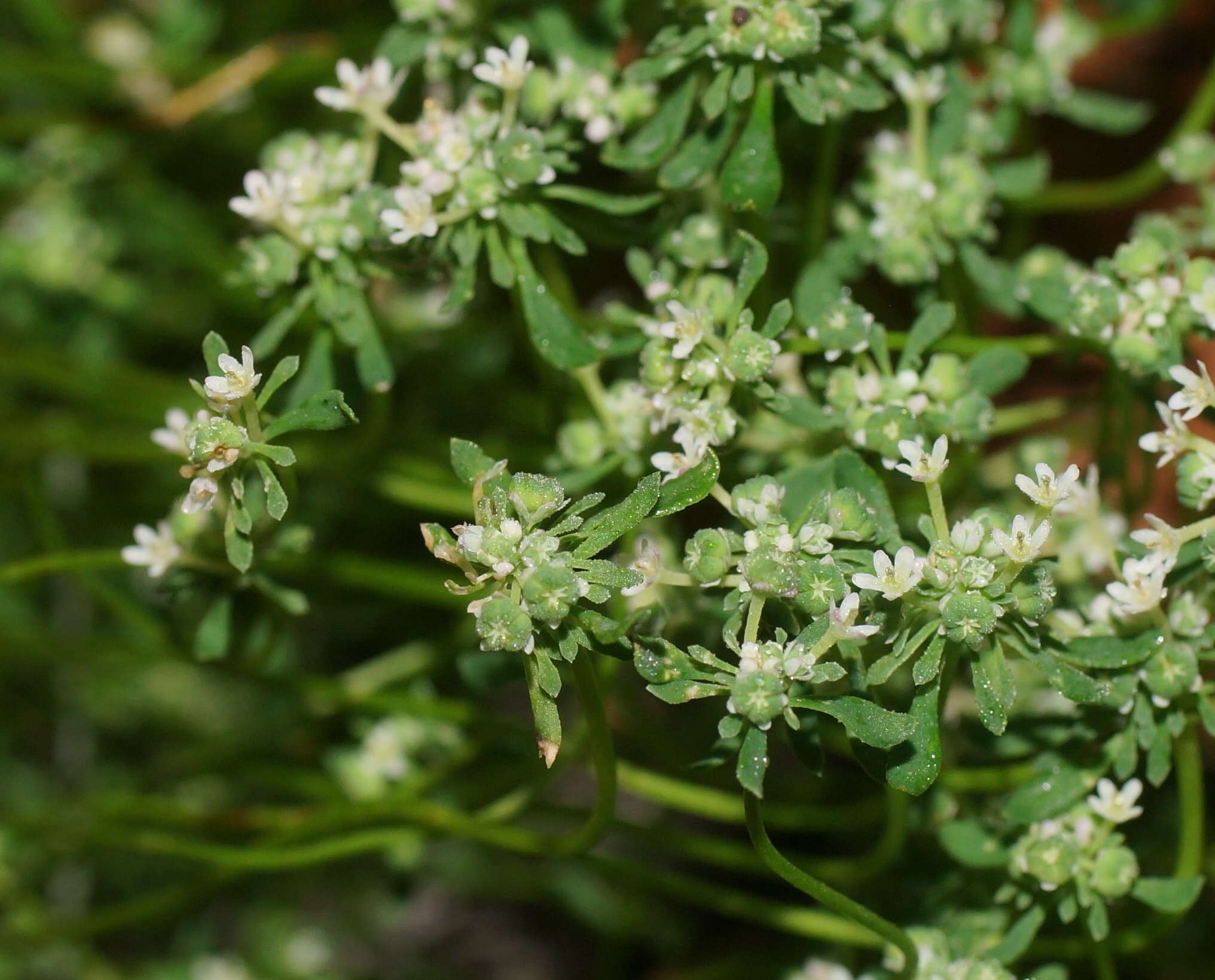 Imagem de Poranthera microphylla Brongn.