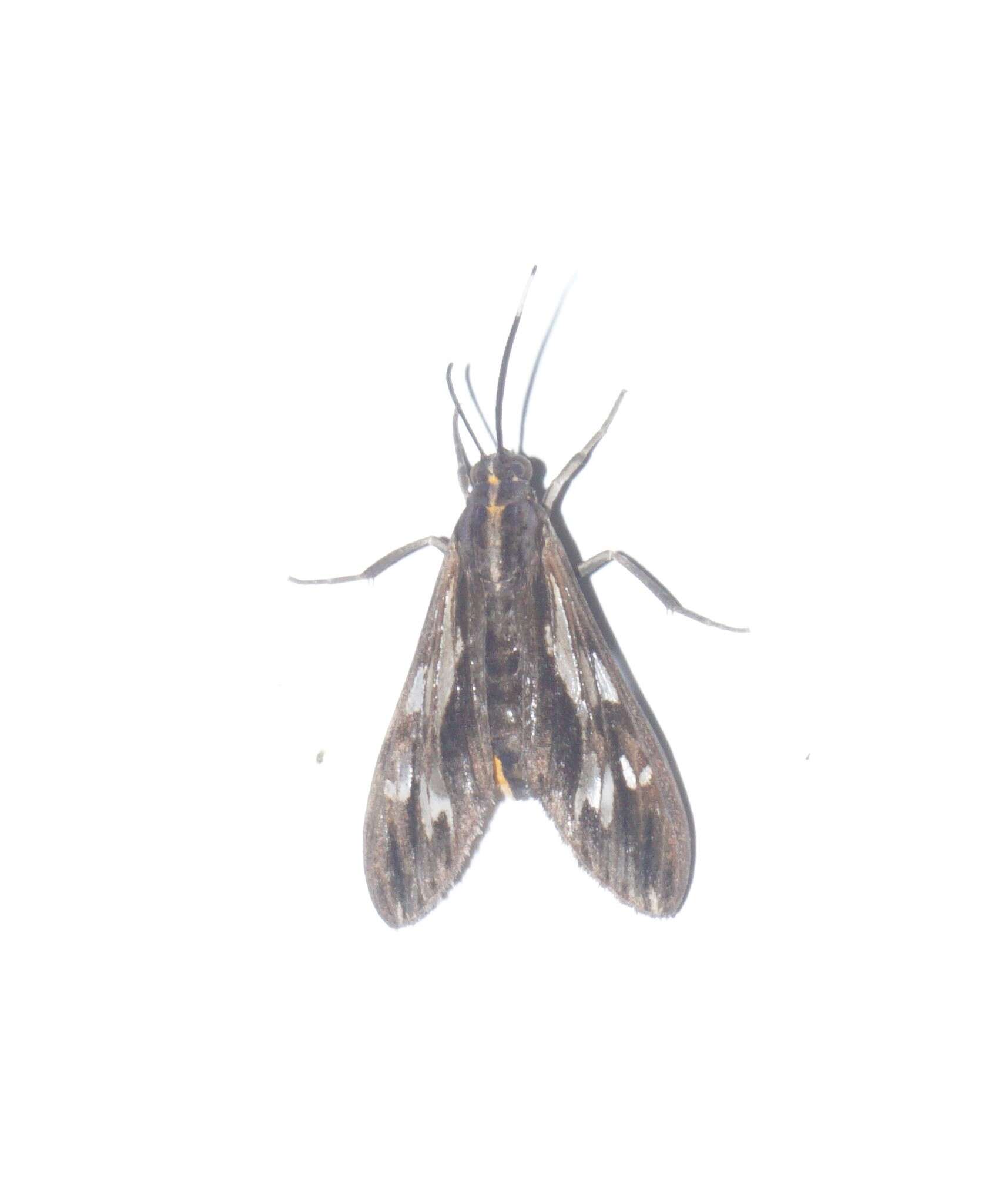 Image of Psilopleura vittata Walker 1864