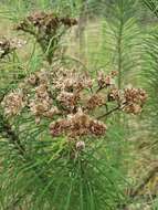 Cassinia leptocephala F. Müll. resmi