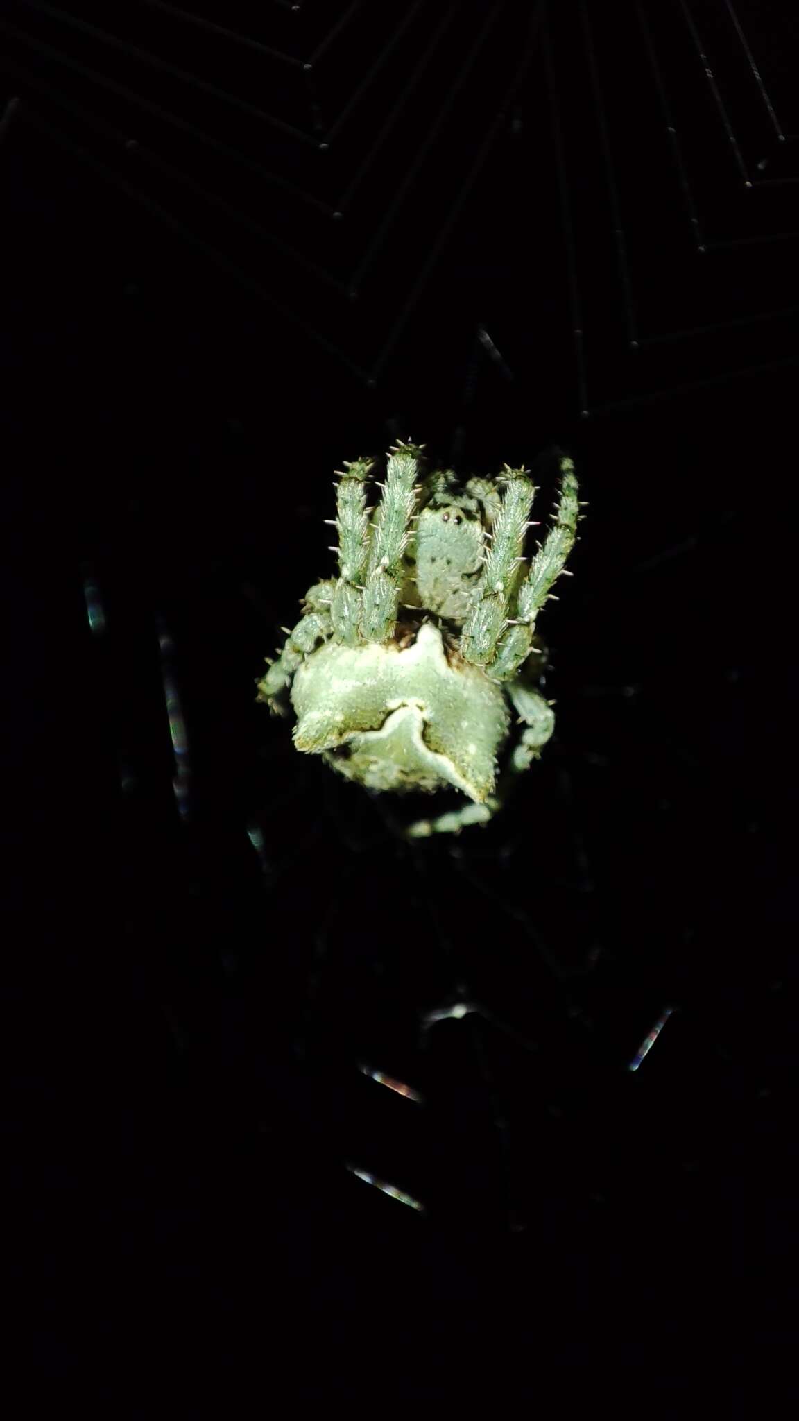 Image of Araneus angulatus personatus Simon 1929