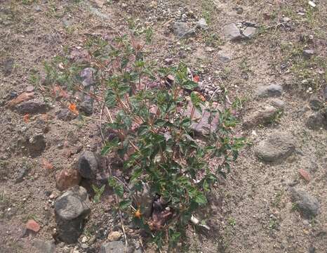 Image of Mentzelia scabra subsp. chilensis (Gay) Weigend