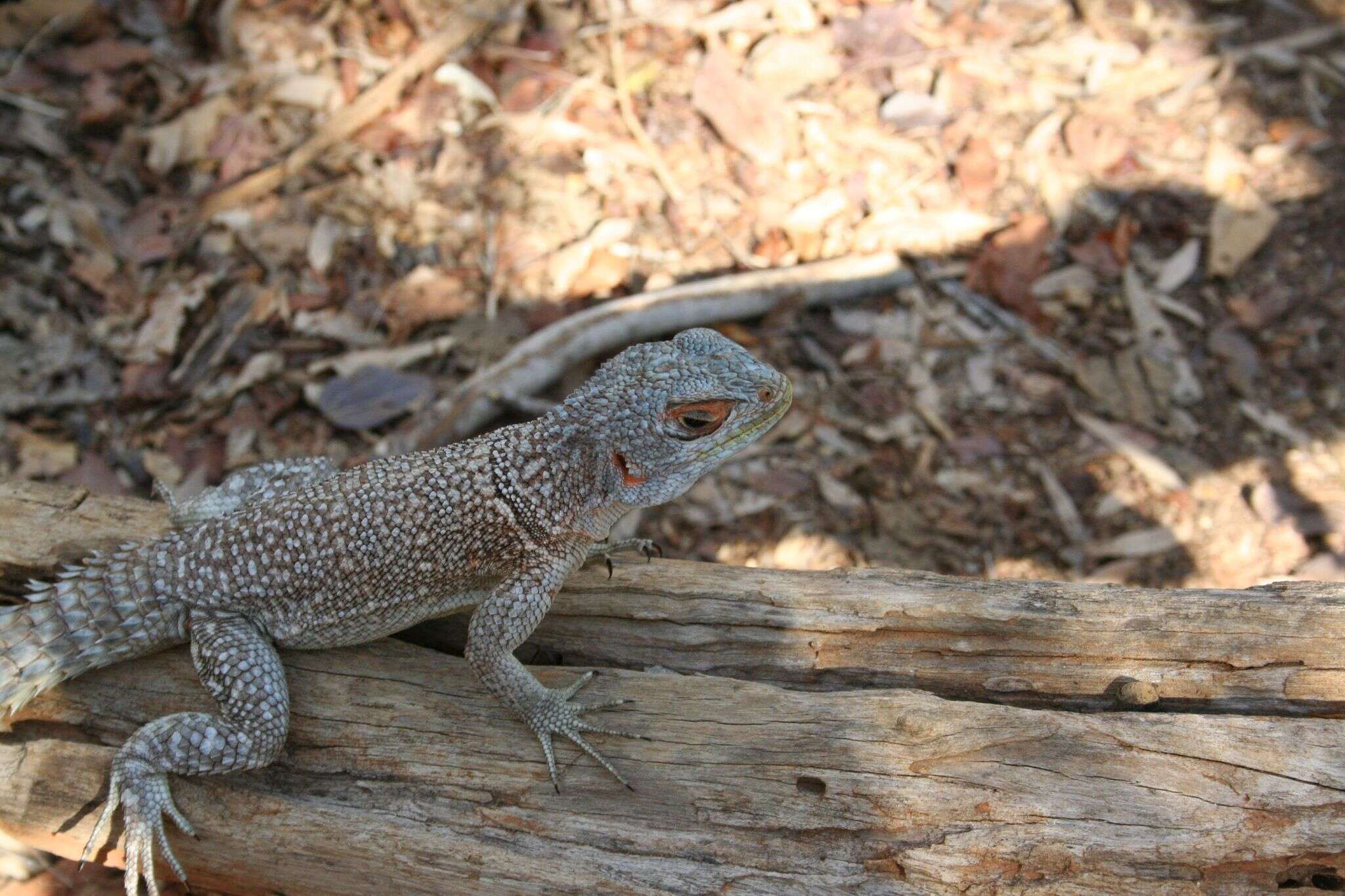 Image of Collared iguana