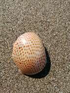 Image of fly-speck moonsnail