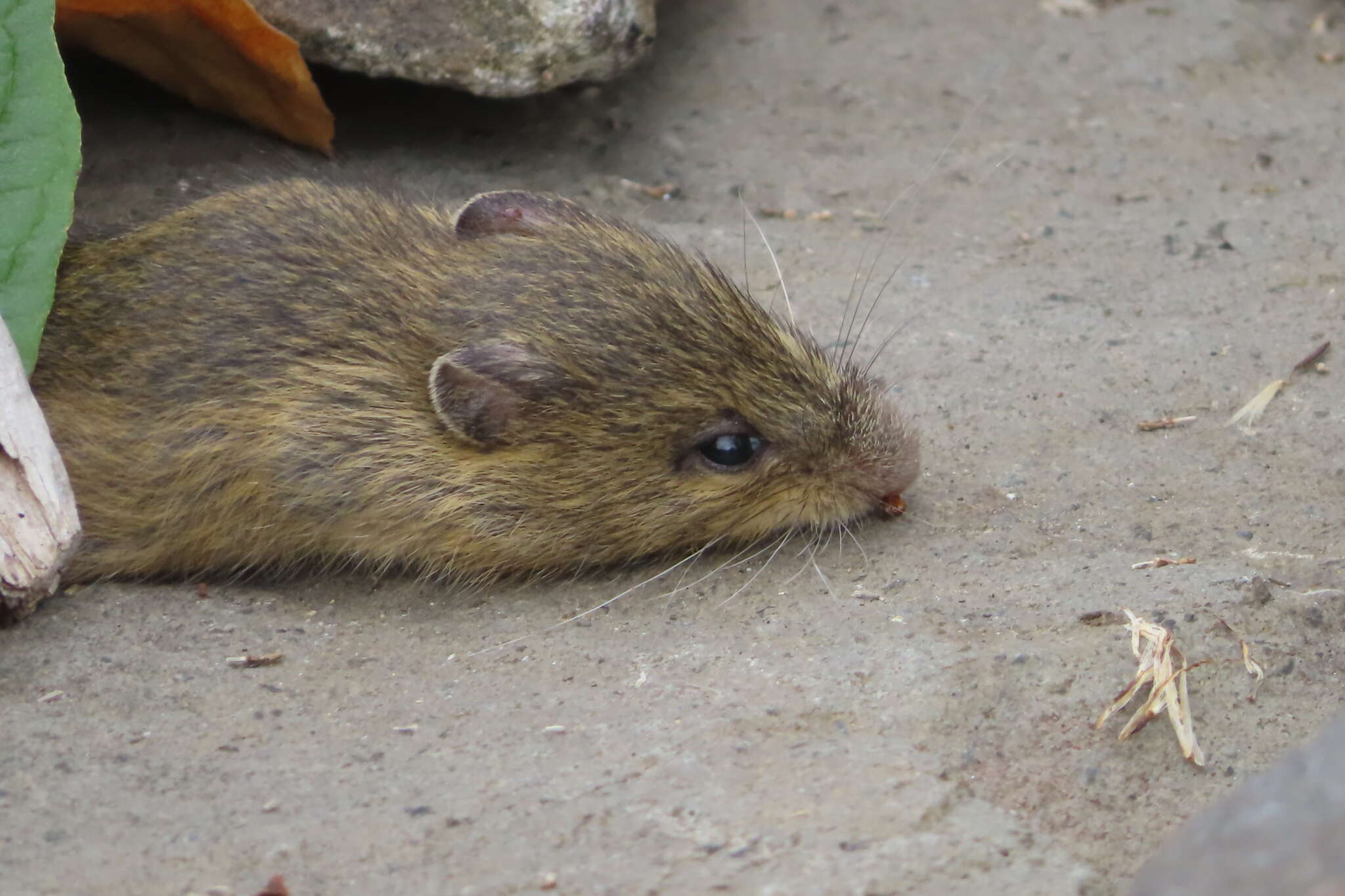 Image of Pacific Jumping Mouse