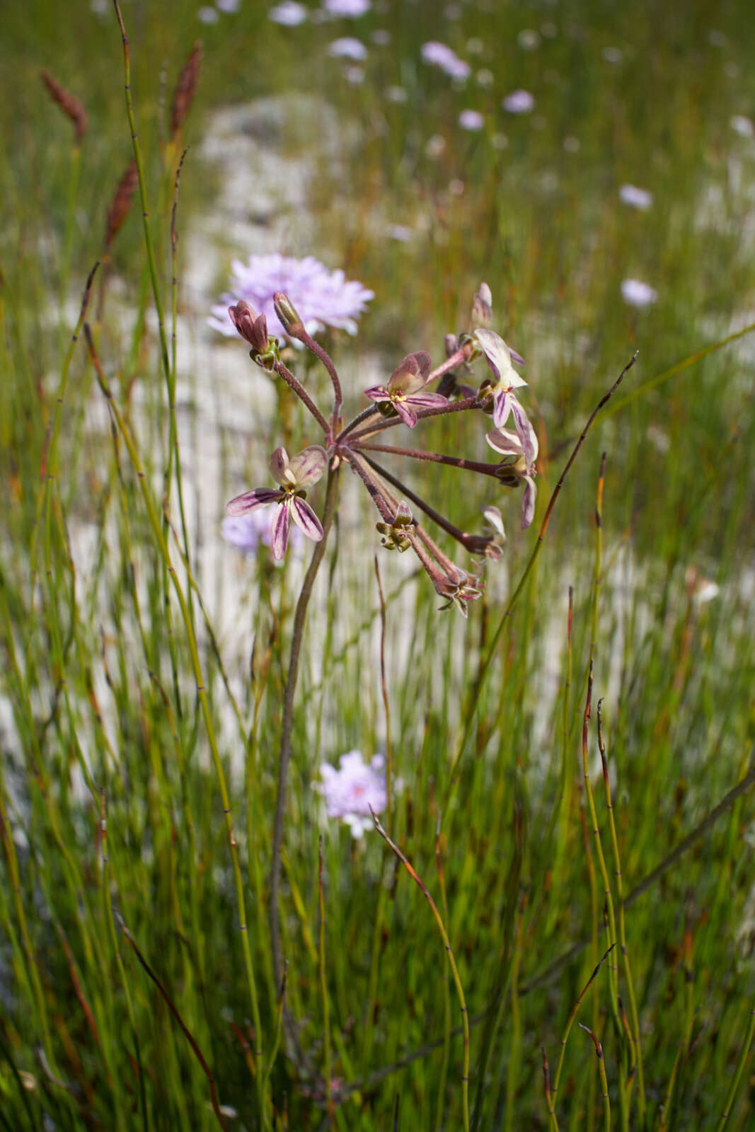 Imagem de Pelargonium multiradiatum Wendl.