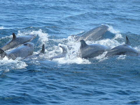 Image of false killer whale